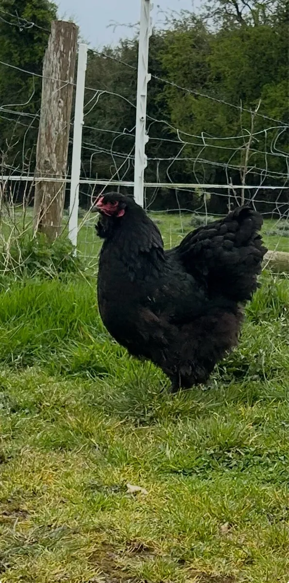 hatching eggs - Image 4