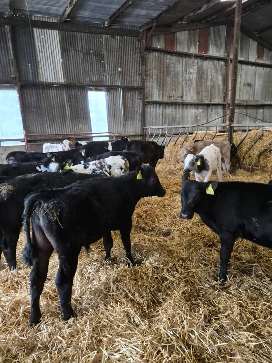 Reared calves ,heifers and bulls - Image 2