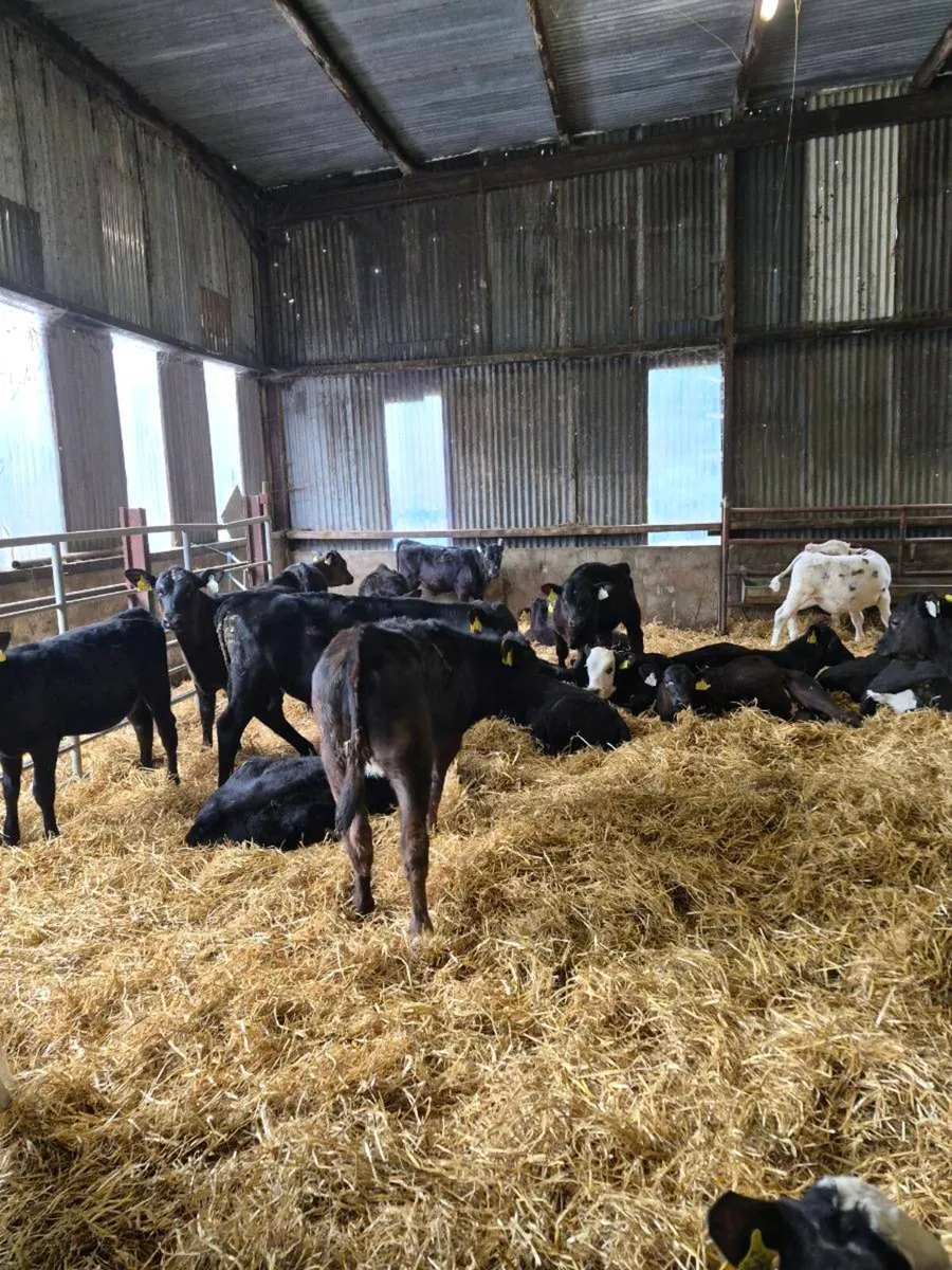 Reared calves ,heifers and bulls - Image 3