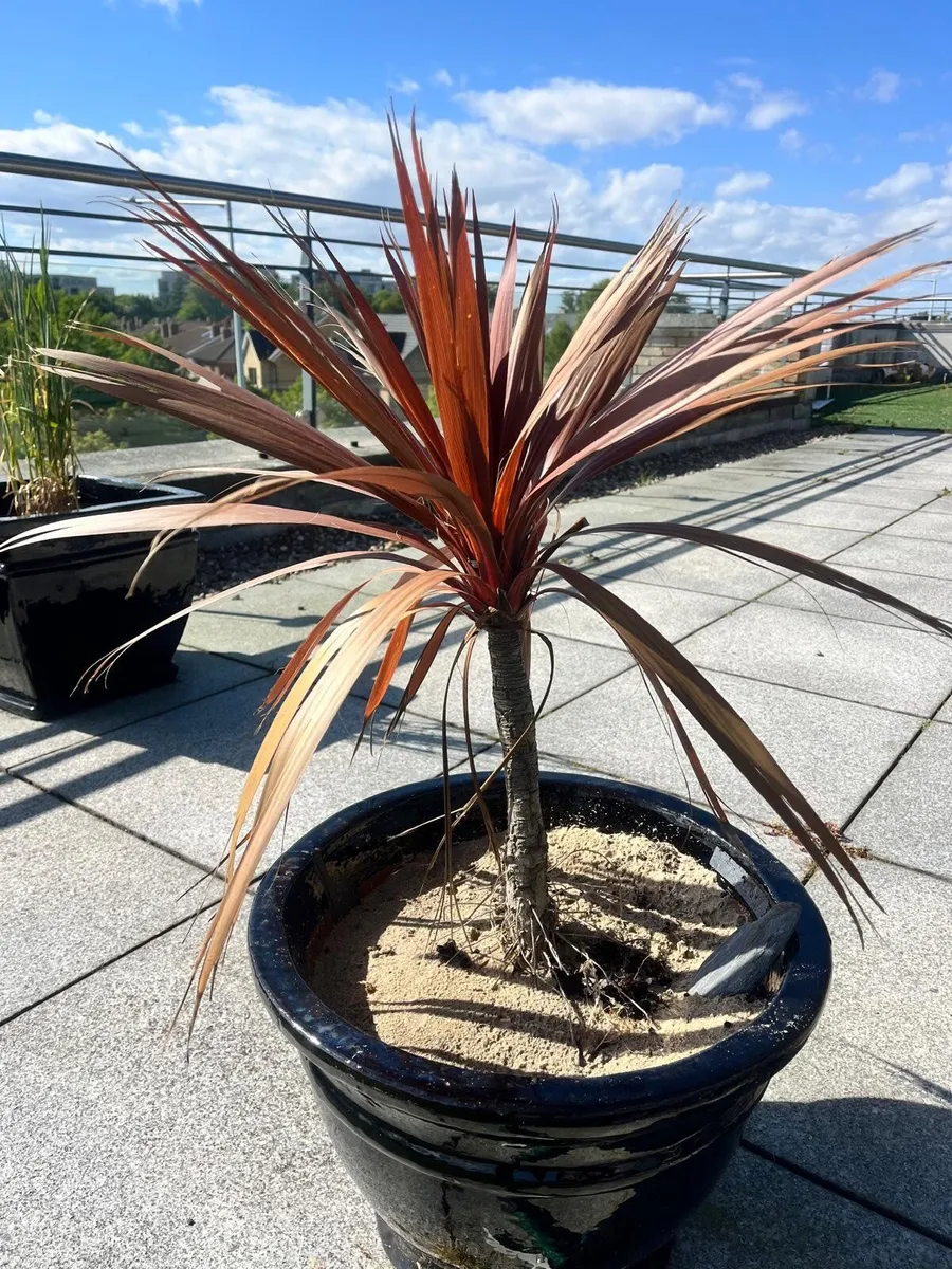 Palm Tree - Red x3 - Image 1