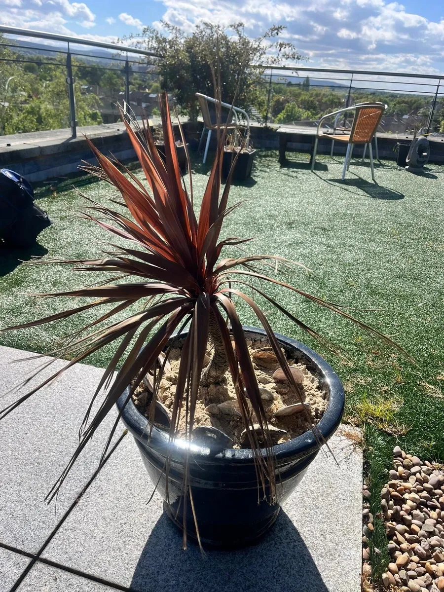 Palm Tree - Red x3 - Image 2