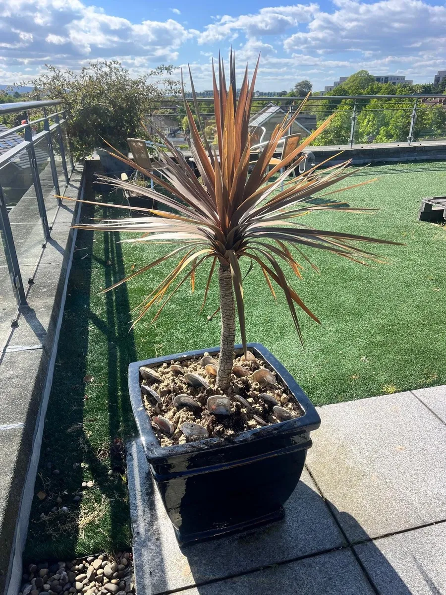 Palm Tree - Red x3 - Image 3