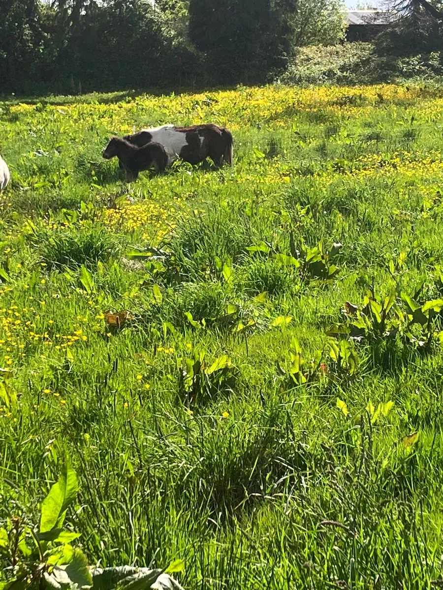 Mare and foal - Image 2