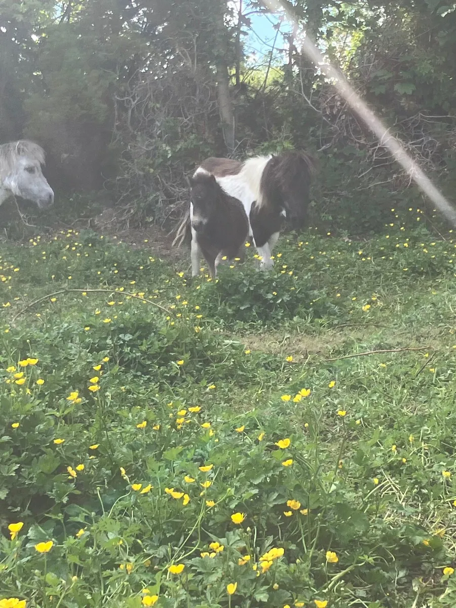 Mare and foal - Image 3