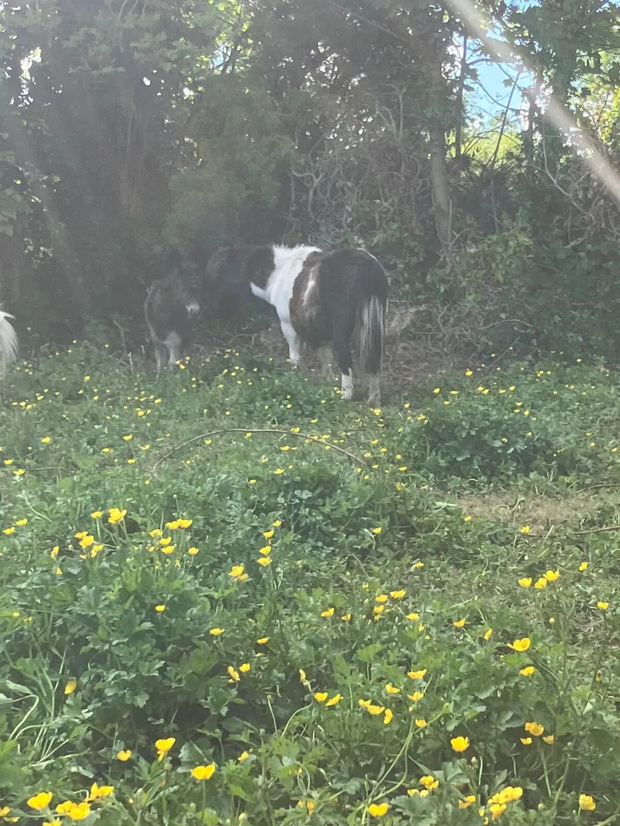 Mare and foal - Image 4
