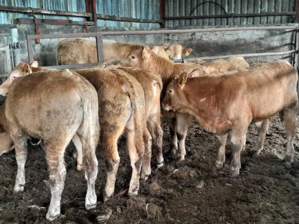 6 Smashing Golden Charlaois bull Weanlings - Image 2