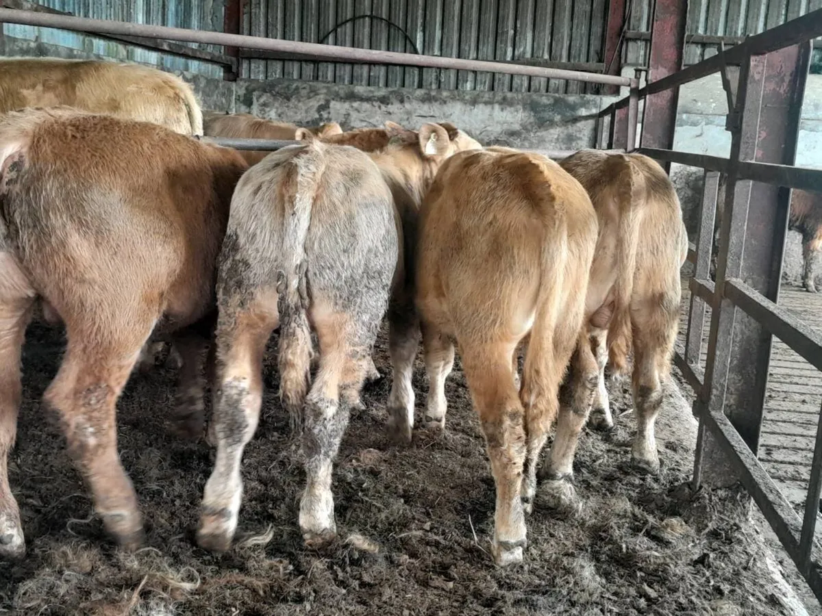 6 Smashing Golden Charlaois bull Weanlings - Image 3
