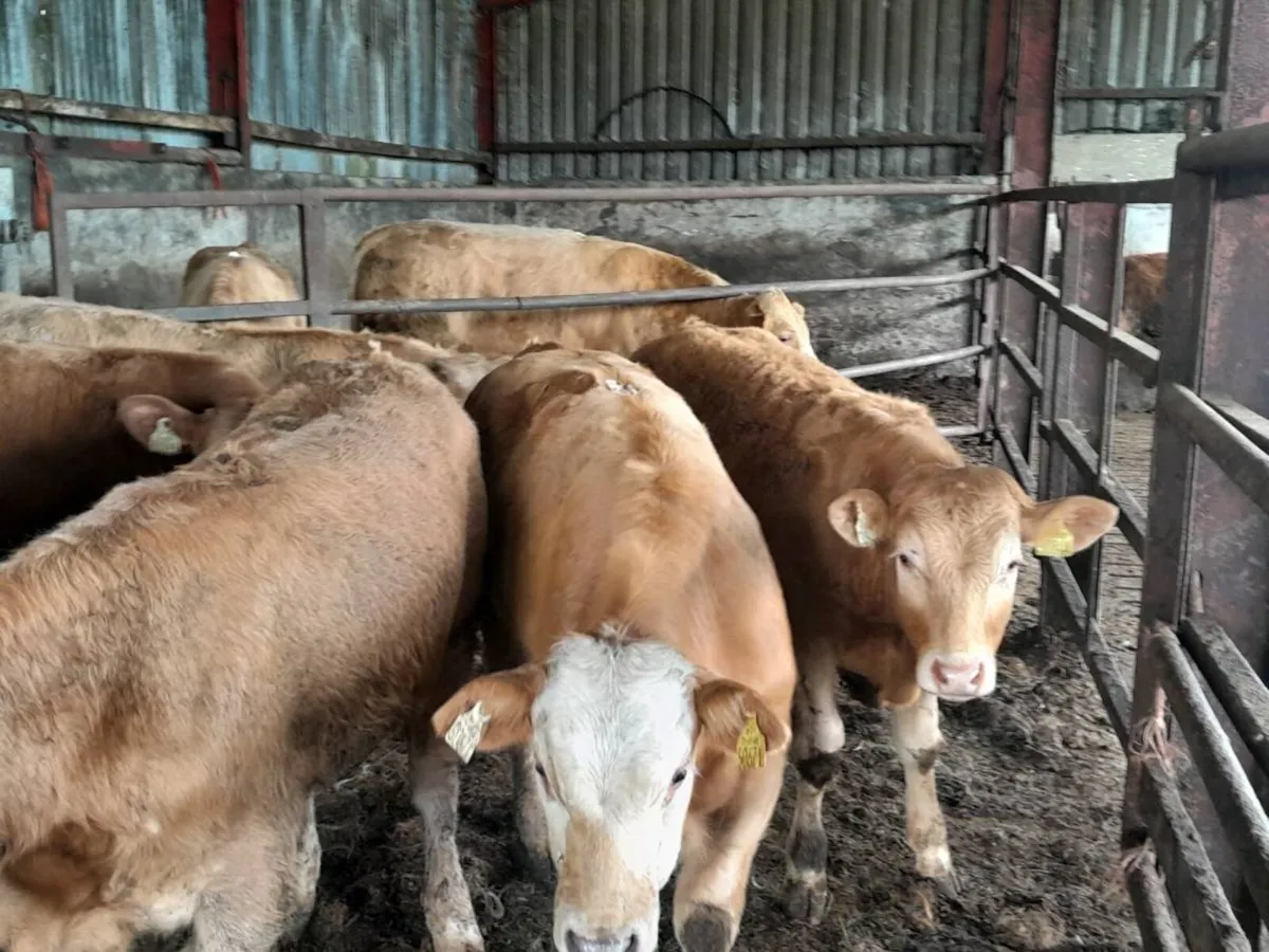 6 Smashing Golden Charlaois bull Weanlings - Image 4