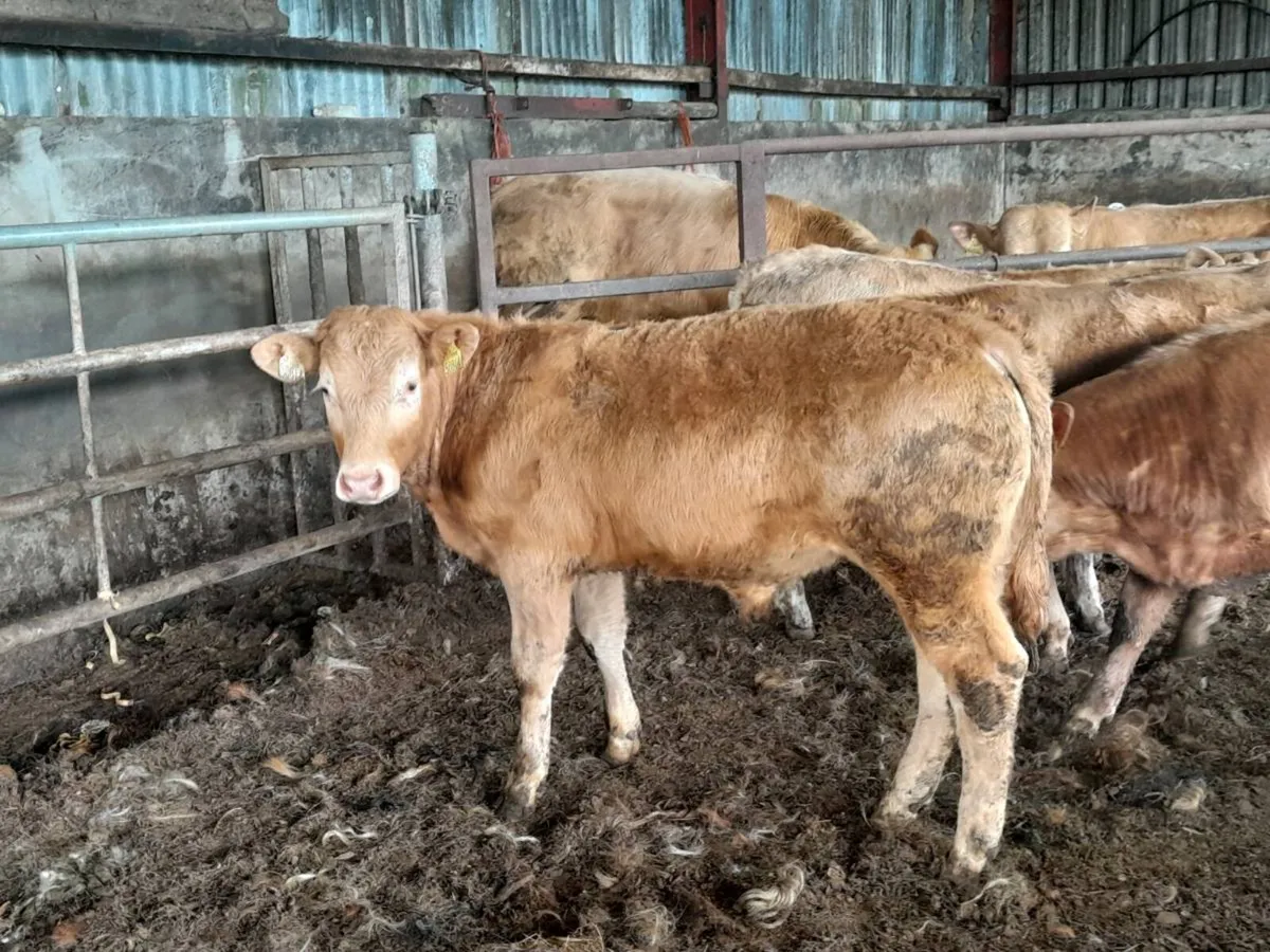 6 Smashing Golden Charlaois bull Weanlings - Image 1