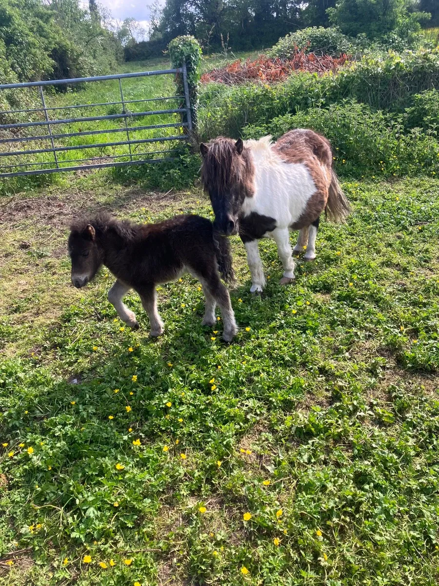 Mare and foal - Image 1