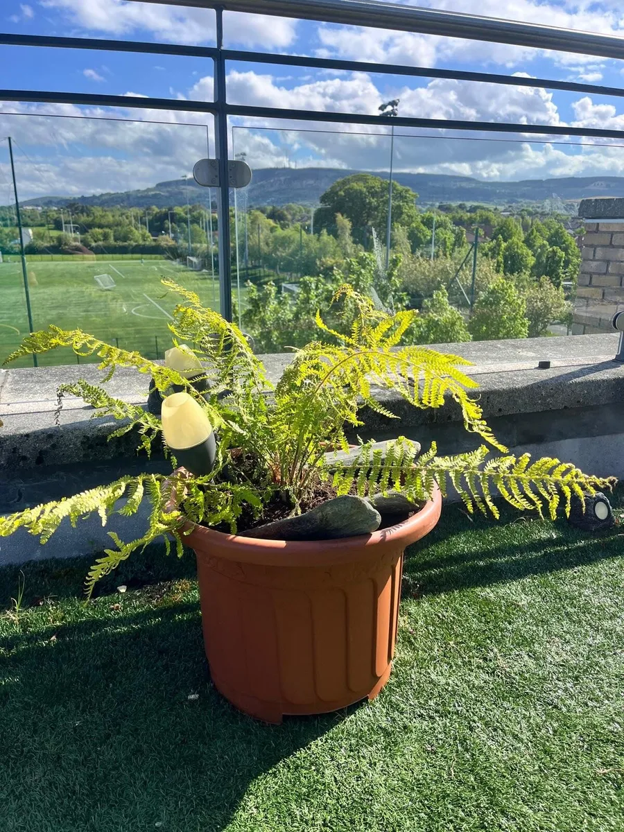 Fern