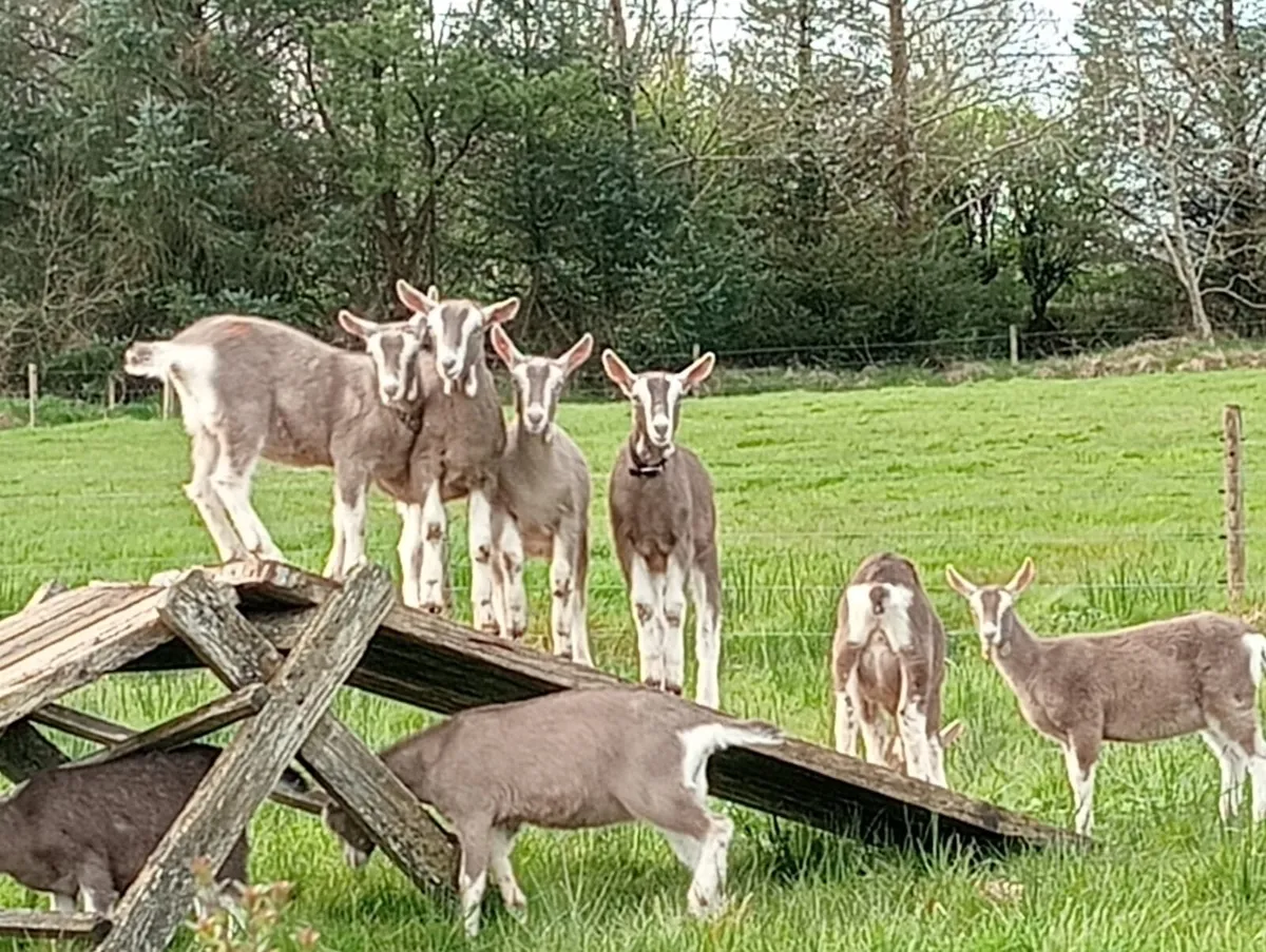 Goats - Image 2