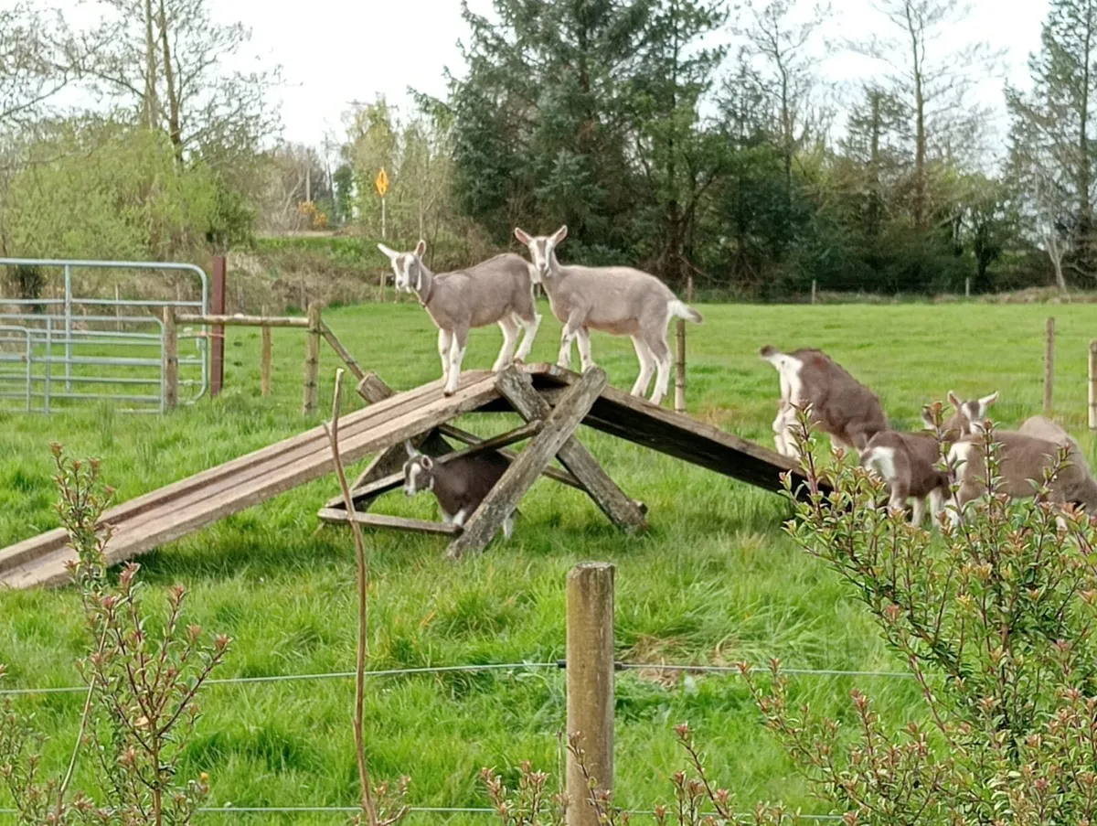 Goats - Image 3