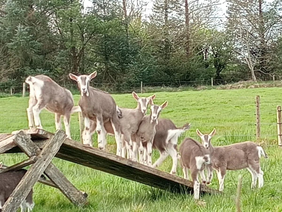 Goats - Image 1