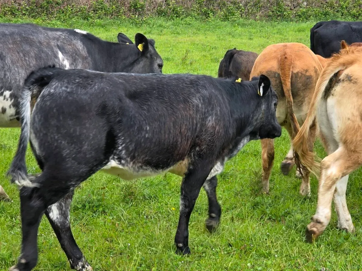 Organic cow/calf - Image 2