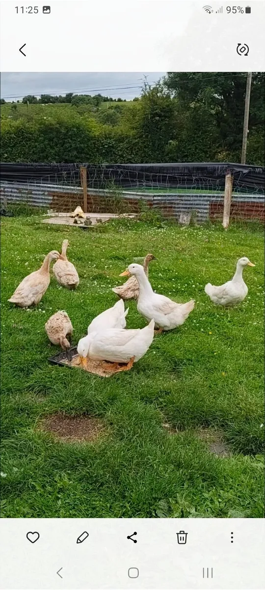 Ducks - Image 1