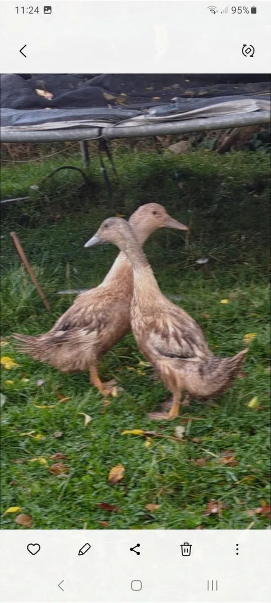 Ducks - Image 2