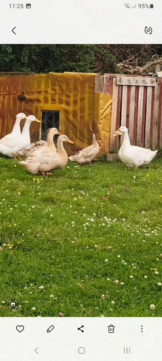 Ducks - Image 3