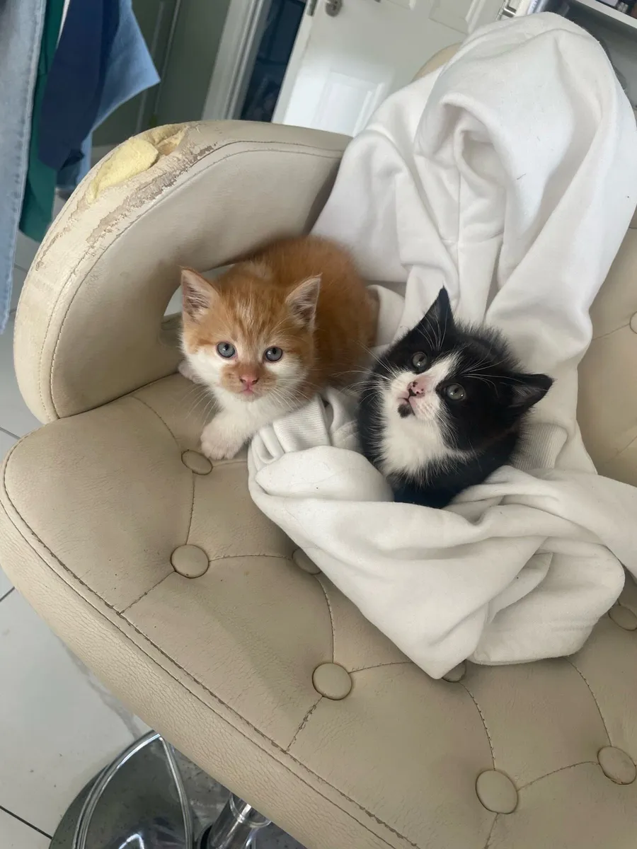 Kittens - Image 3