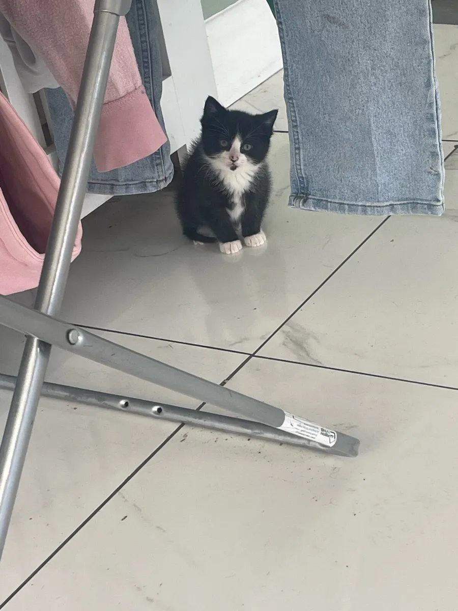 Kittens - Image 4