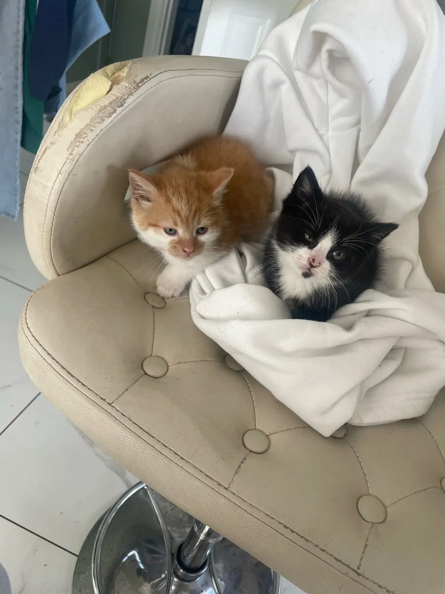Kittens - Image 1