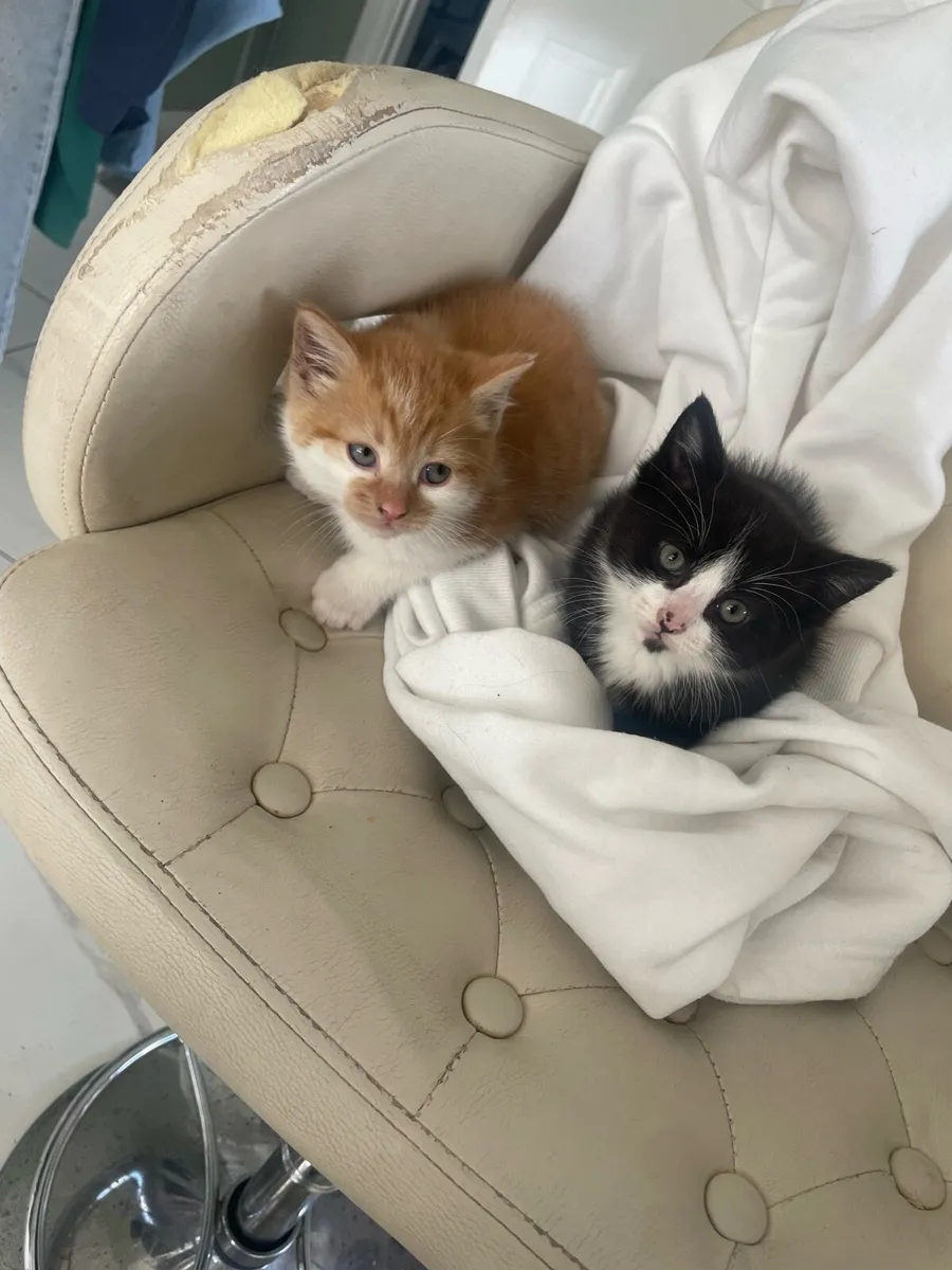 Kittens - Image 2