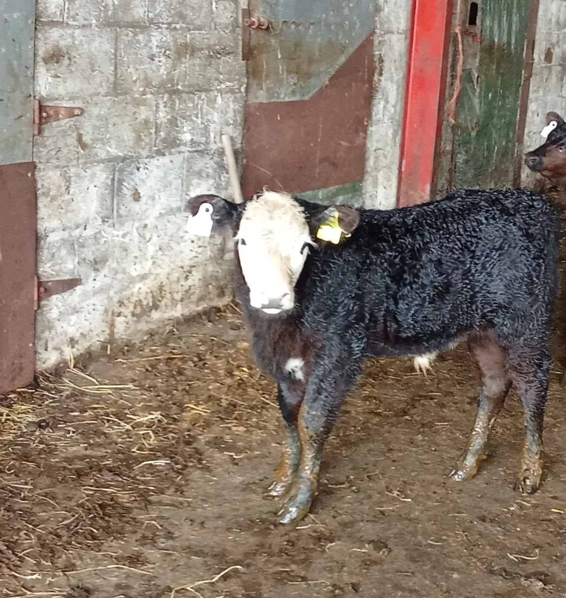 Beef Cattle - Image 1