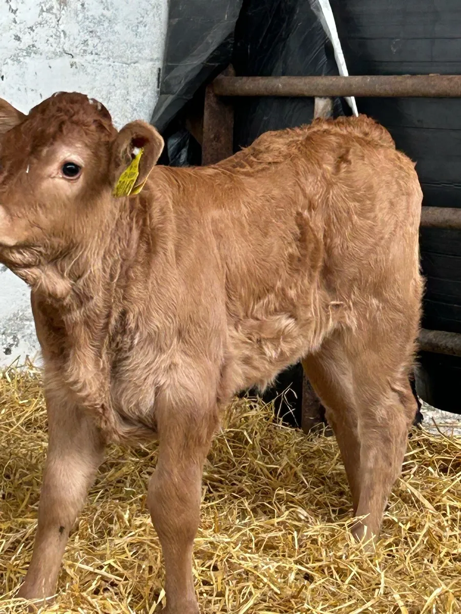 2 SERIOUS SUCKLER BRED HEIFER CALVES - Image 1
