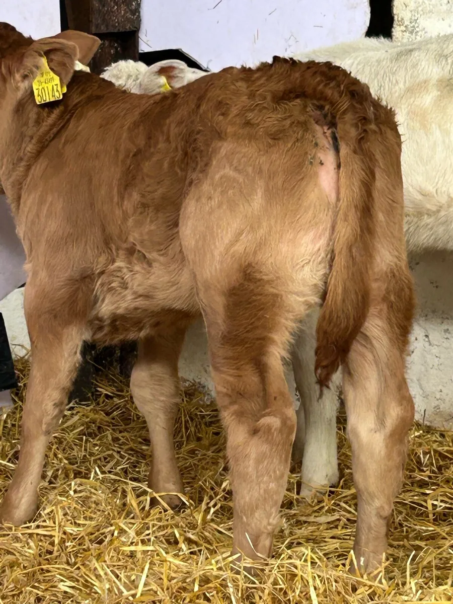 2 SERIOUS SUCKLER BRED HEIFER CALVES - Image 2