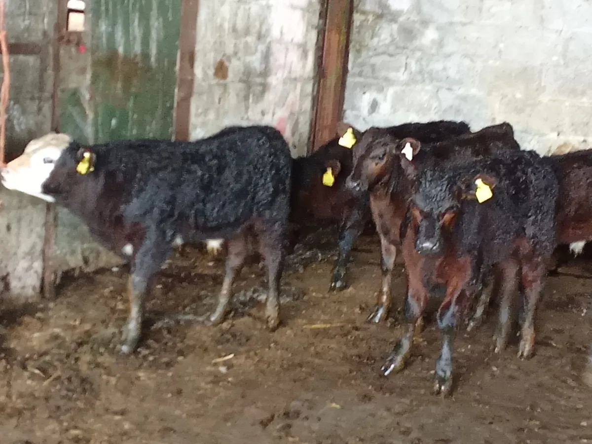 Beef Cattle - Image 2