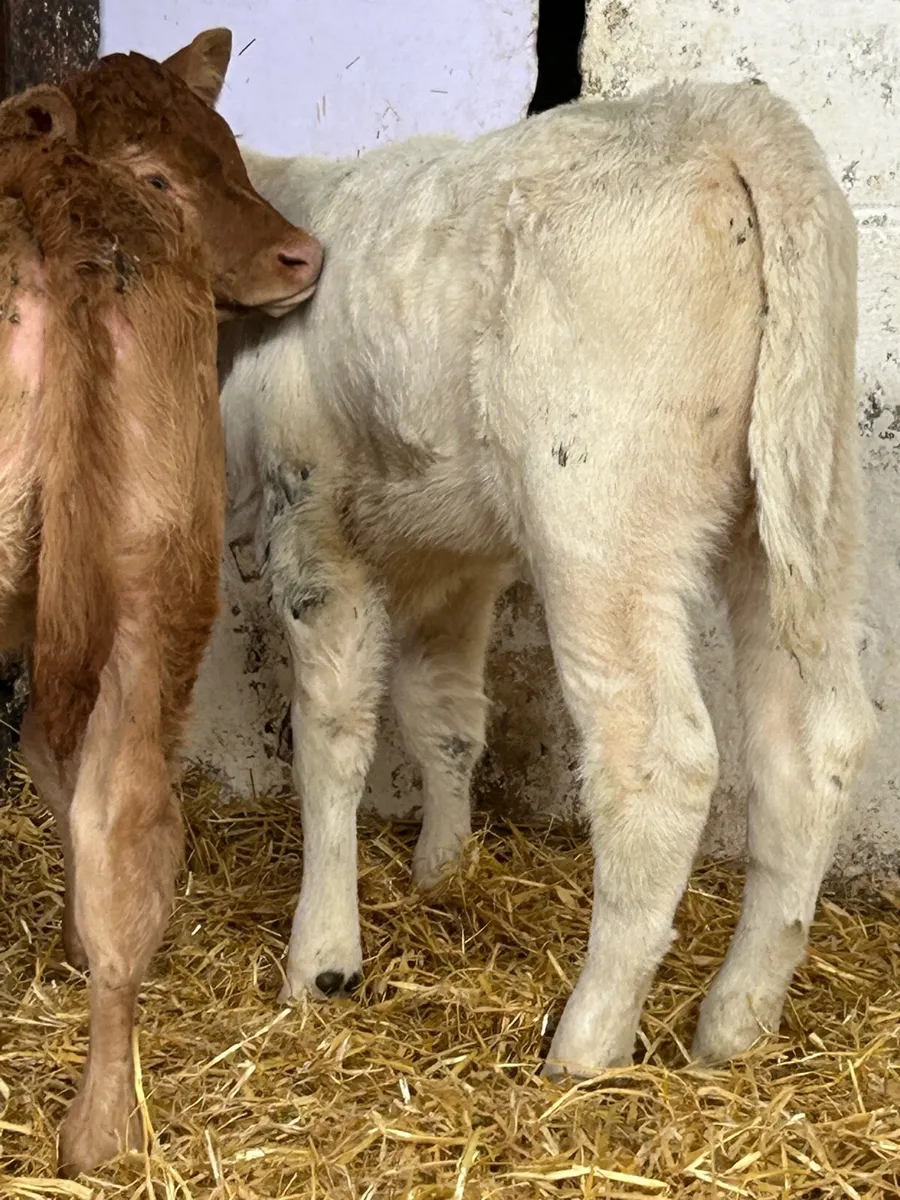2 SERIOUS SUCKLER BRED HEIFER CALVES - Image 4
