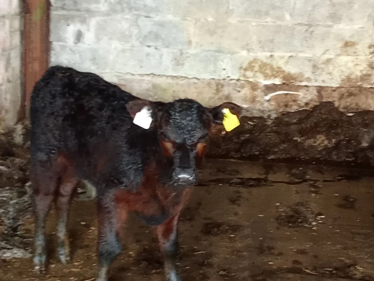 Beef Cattle - Image 3