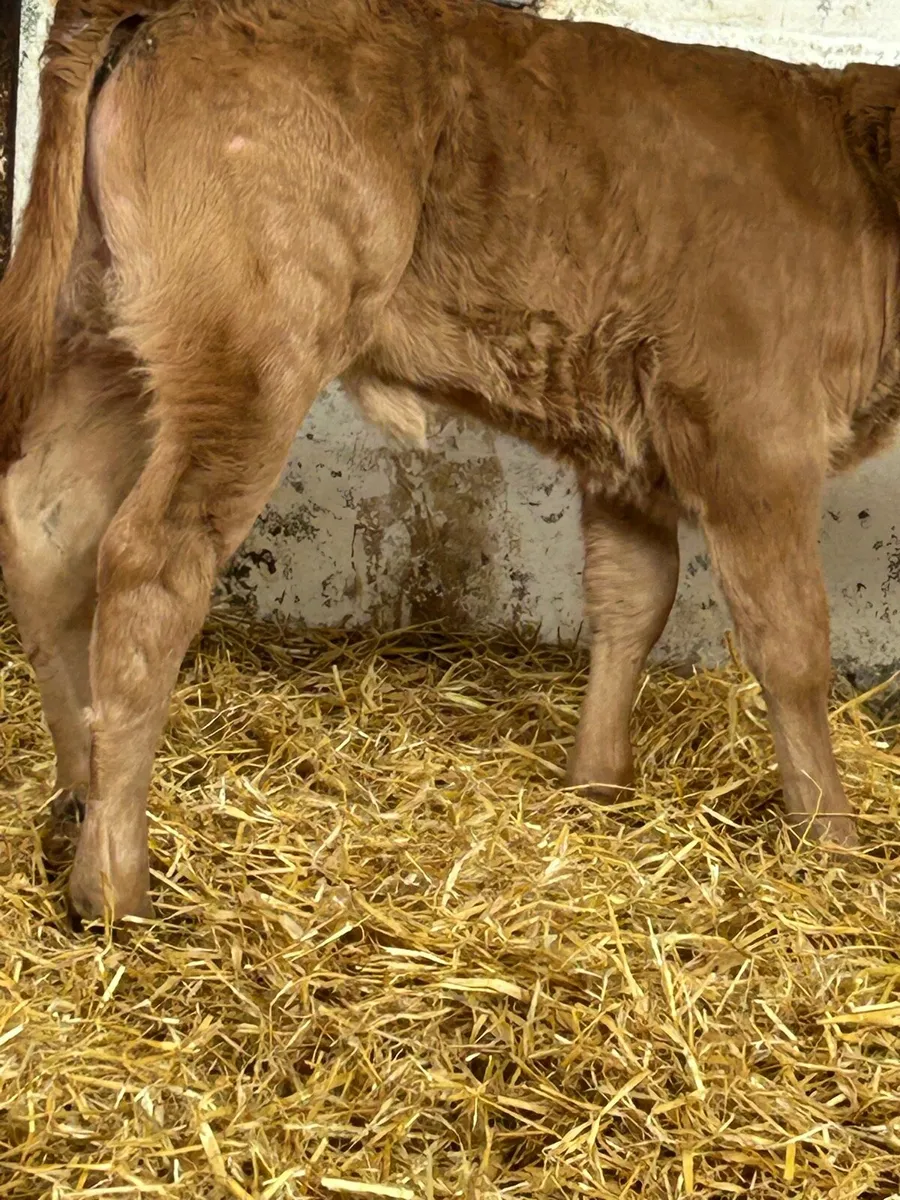 2 SERIOUS SUCKLER BRED HEIFER CALVES - Image 3