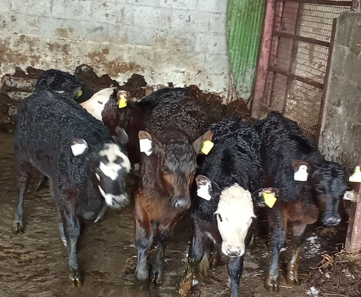 Beef Cattle - Image 4