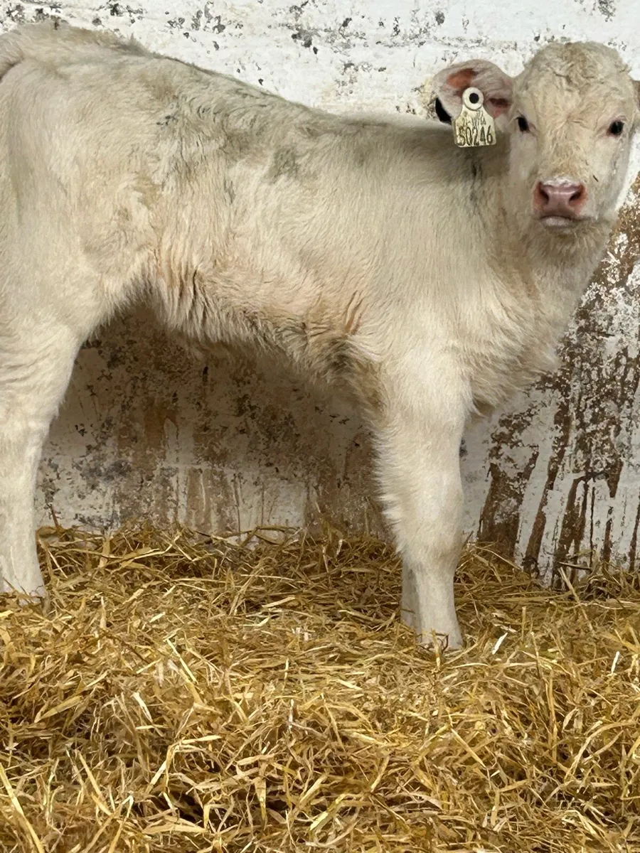 SERIOUS SUCKLER BRED CH HEIFER CALF - Image 3