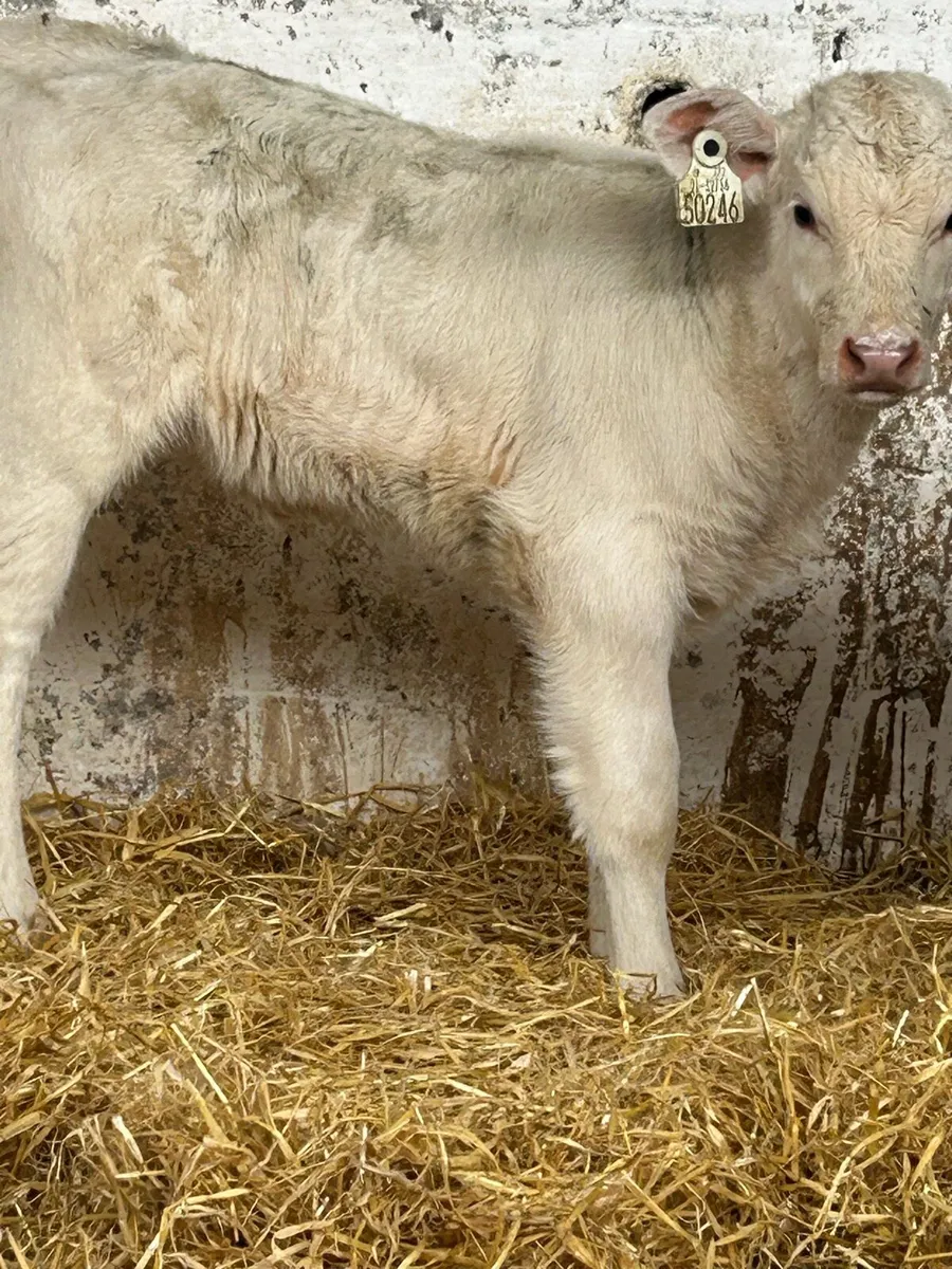 SERIOUS SUCKLER BRED CH HEIFER CALF - Image 4