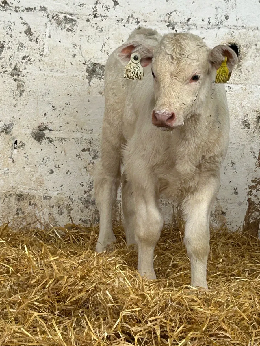 SERIOUS SUCKLER BRED CH HEIFER CALF - Image 2