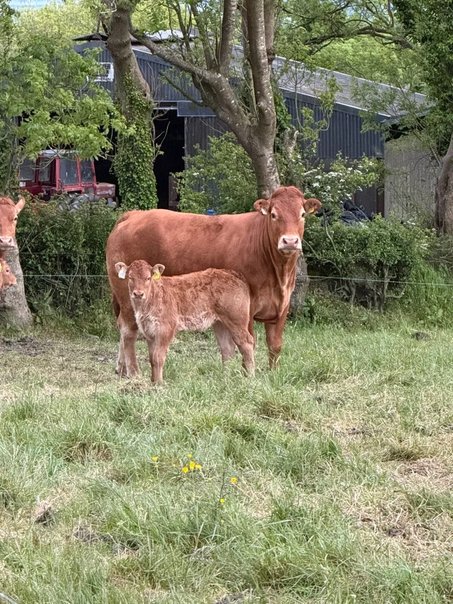 2 first calved limousine heifers with calves - Image 1