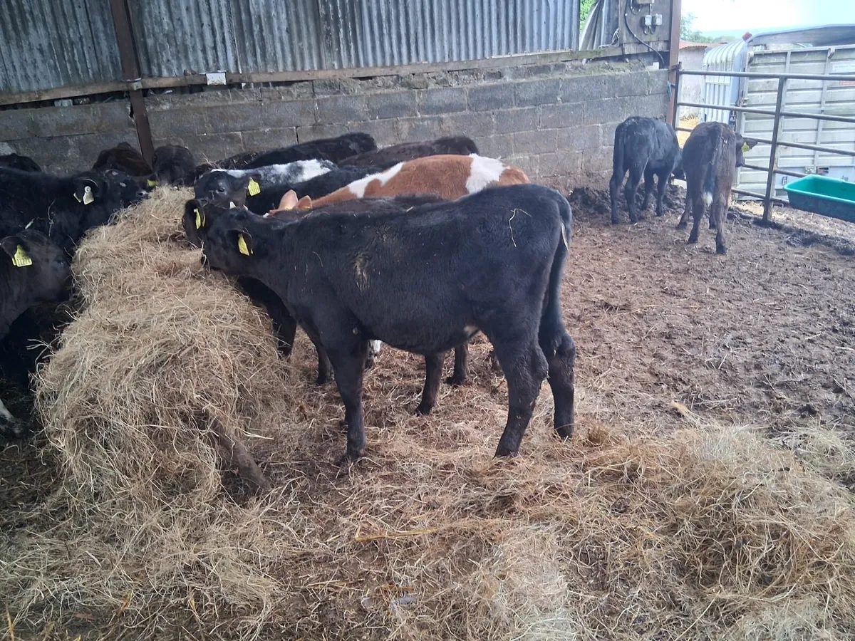 15 Strong Reared Calves - Image 1
