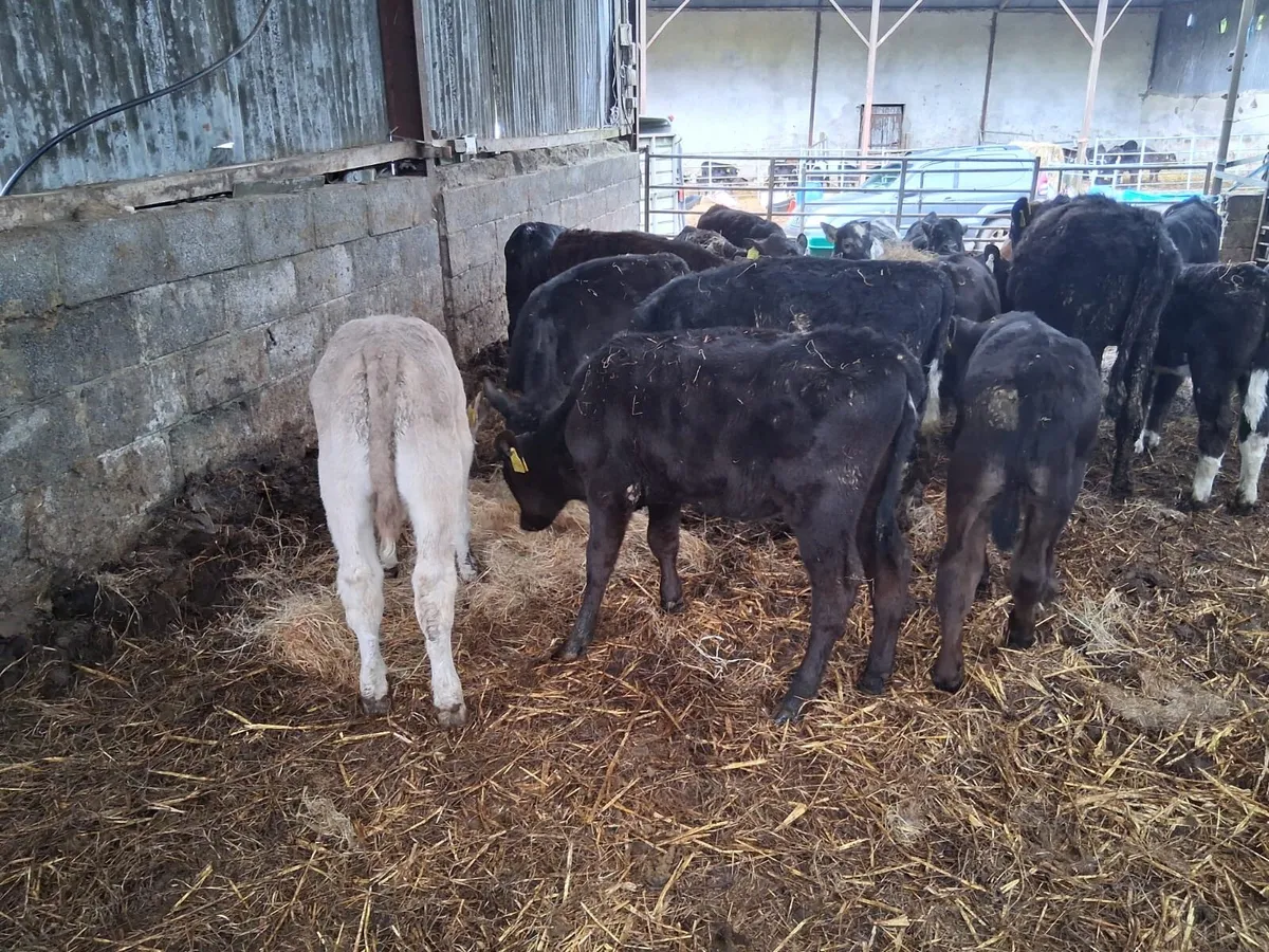 15 Strong Reared Calves - Image 2