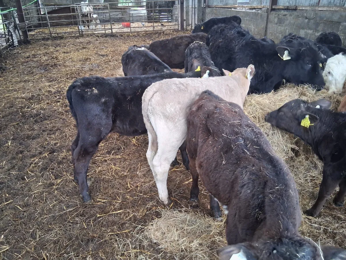15 Strong Reared Calves - Image 3