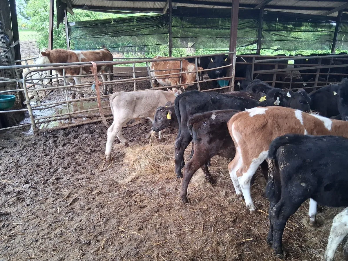 15 Strong Reared Calves - Image 4