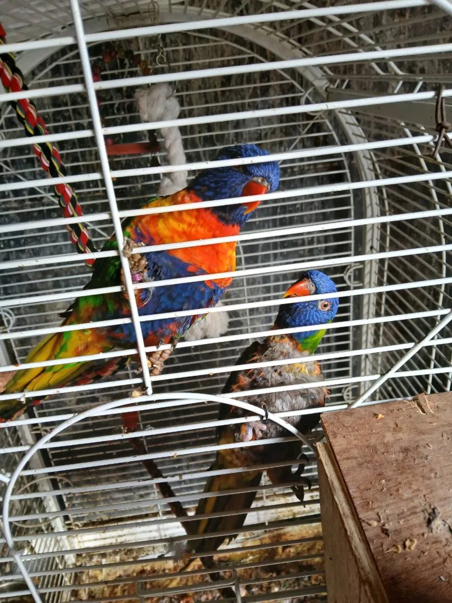 Pair of Caiques - Image 4