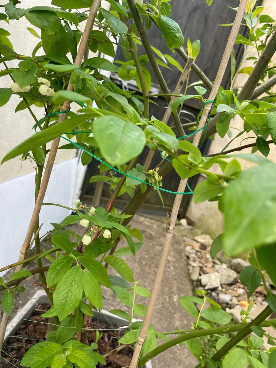 Blueberries - Image 2
