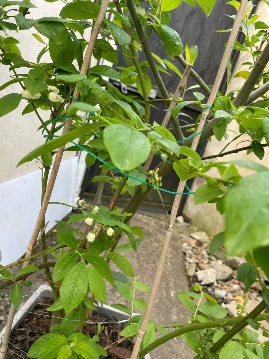 Blueberries - Image 3