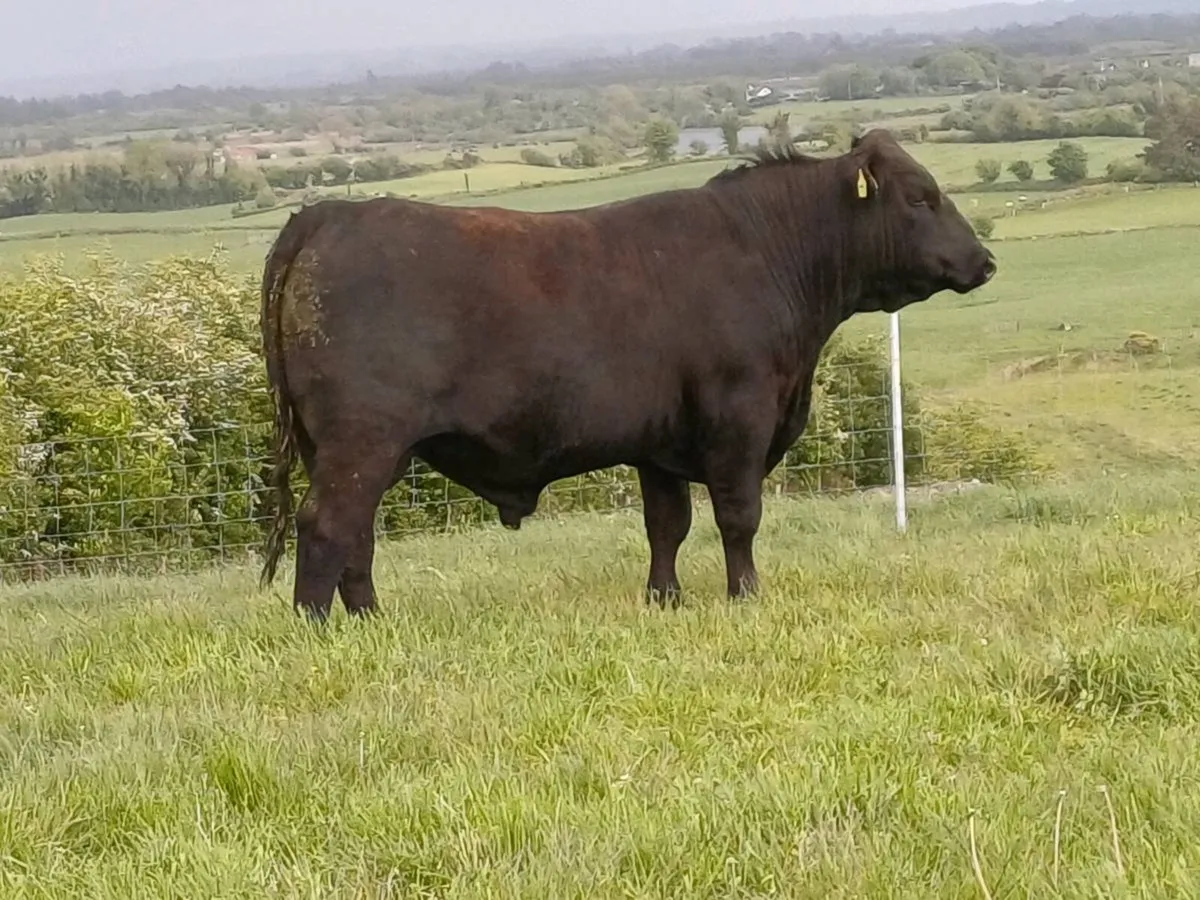 Angus Bull EASY Calving - Image 2