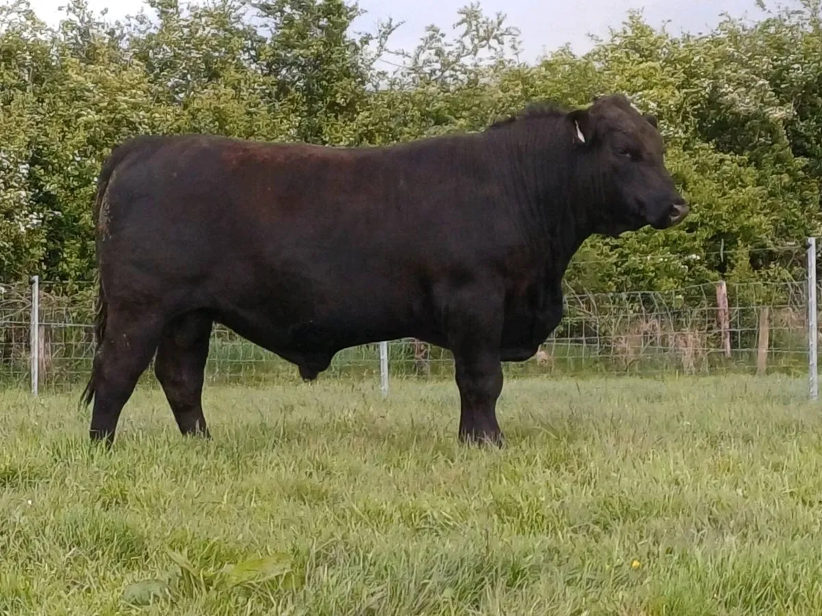 Angus Bull EASY Calving - Image 1