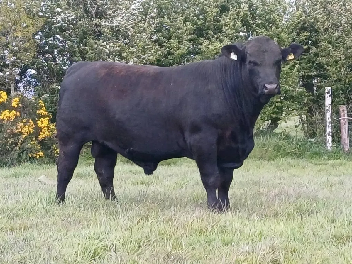 Angus Bull EASY Calving - Image 2
