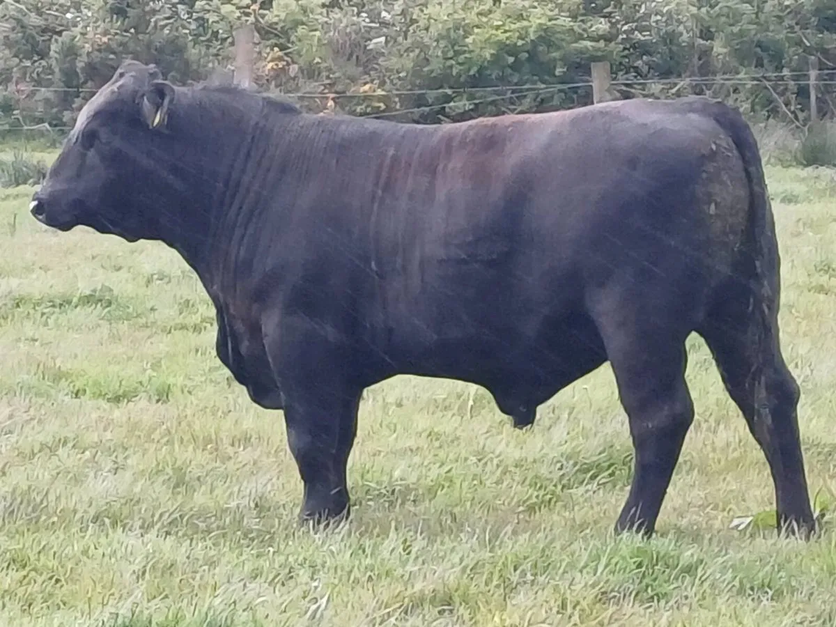 Angus Bull EASY Calving - Image 3