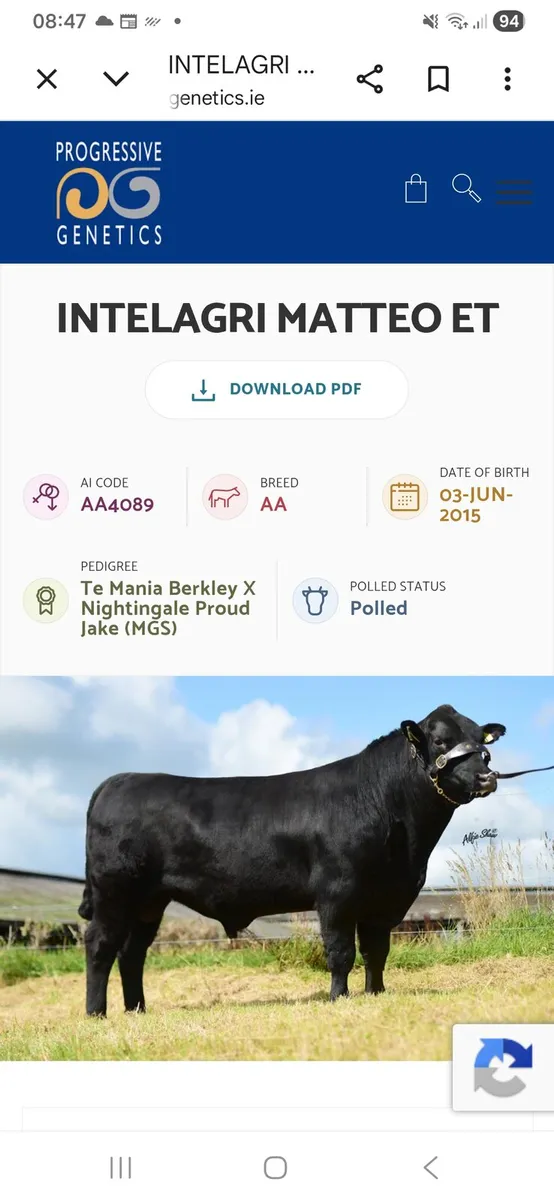 Angus Bull EASY Calving - Image 1